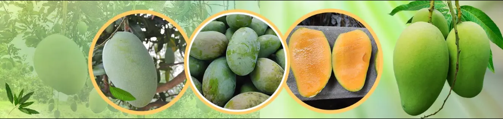 AJZON Bangladesh offer